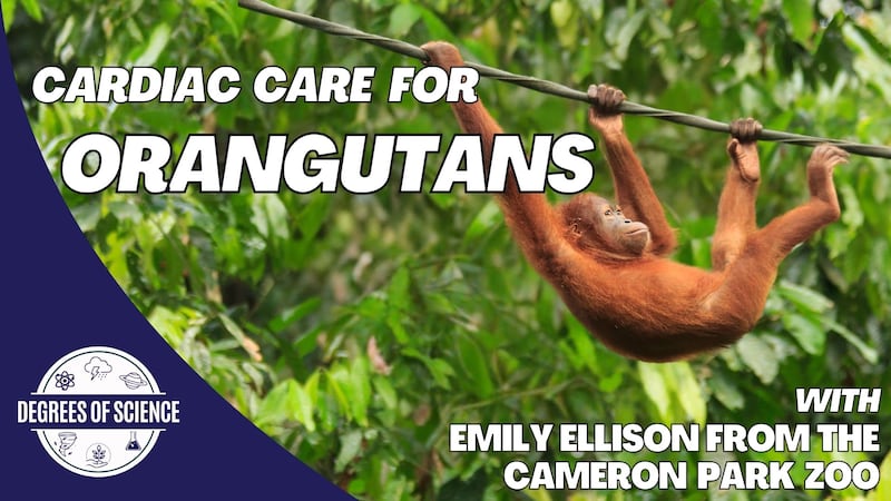 A behind the scenes view of groundbreaking cardiac care training program at Cameron Park Zoo...