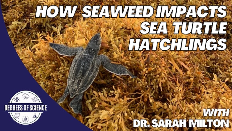 Degrees of Science: Seaweed Impact on Sea Turtle Hatchlings