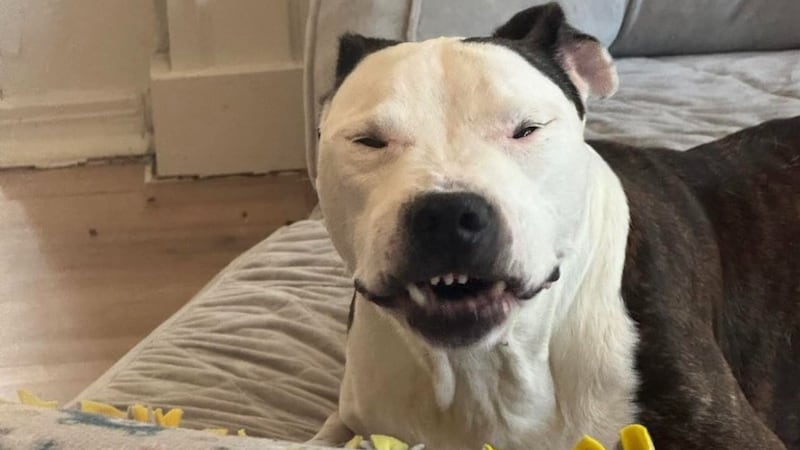 Cyrus at his new home