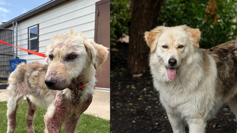 Dog rescued from Killeen home ready for adoption