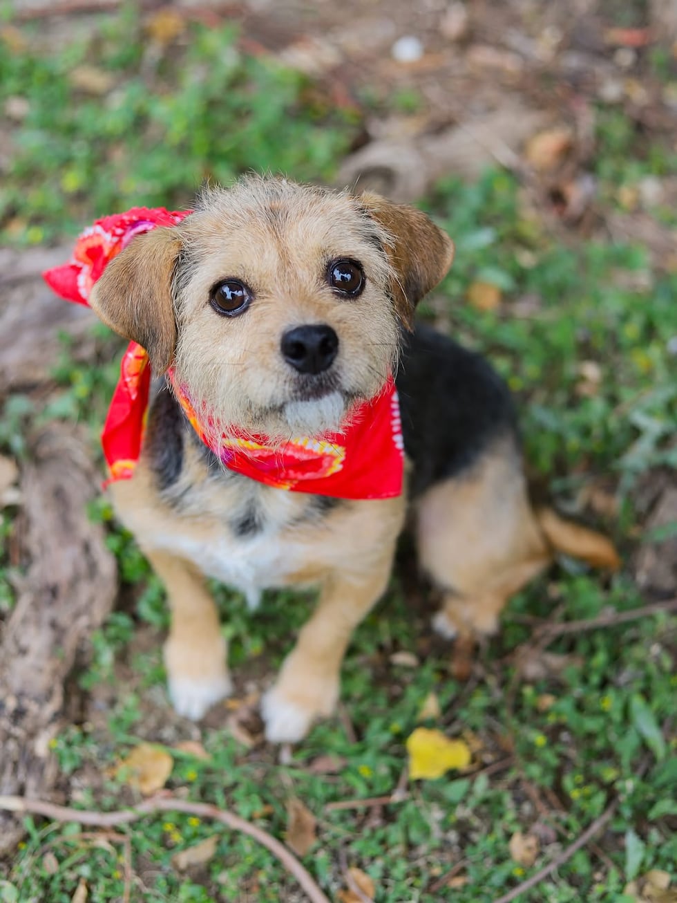 Fuzzy Friends Animal Rescue named TFNB charity champion