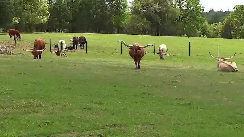 KWTXTRA Evening Update: Tuesday, April 25, 2023 (cattle deaths, man killed by bull, TX school...