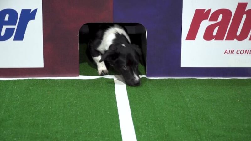 Gracie shakes it out and picks a huge District 12-6A game between Midway and Temple and this...