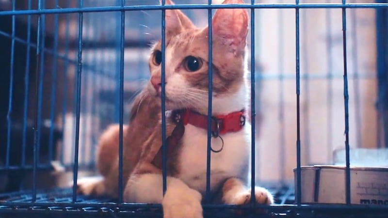 Animal shelter generic