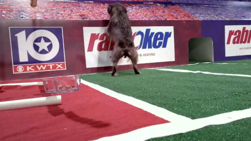 Gabriel decides between China Spring and University in Week 3 Puppy Picks